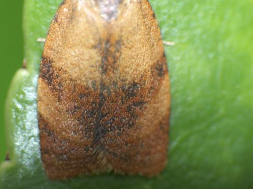Réf. 275 696 : Cacoecimorpha pronubana